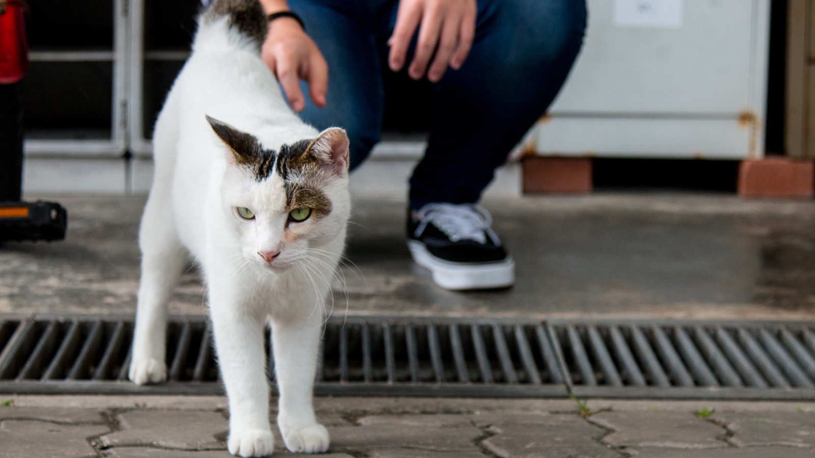 A heart for stray cats in Singapore