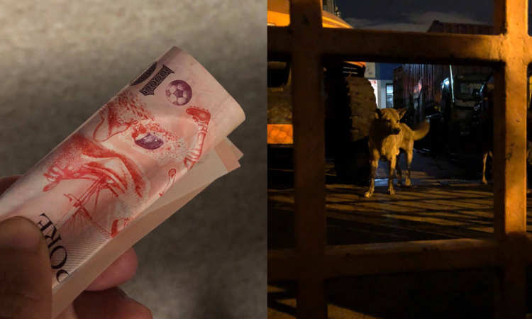 Post thumbnail of Foreign worker donates to rescue group, begs them to feed stray dogs on his behalf