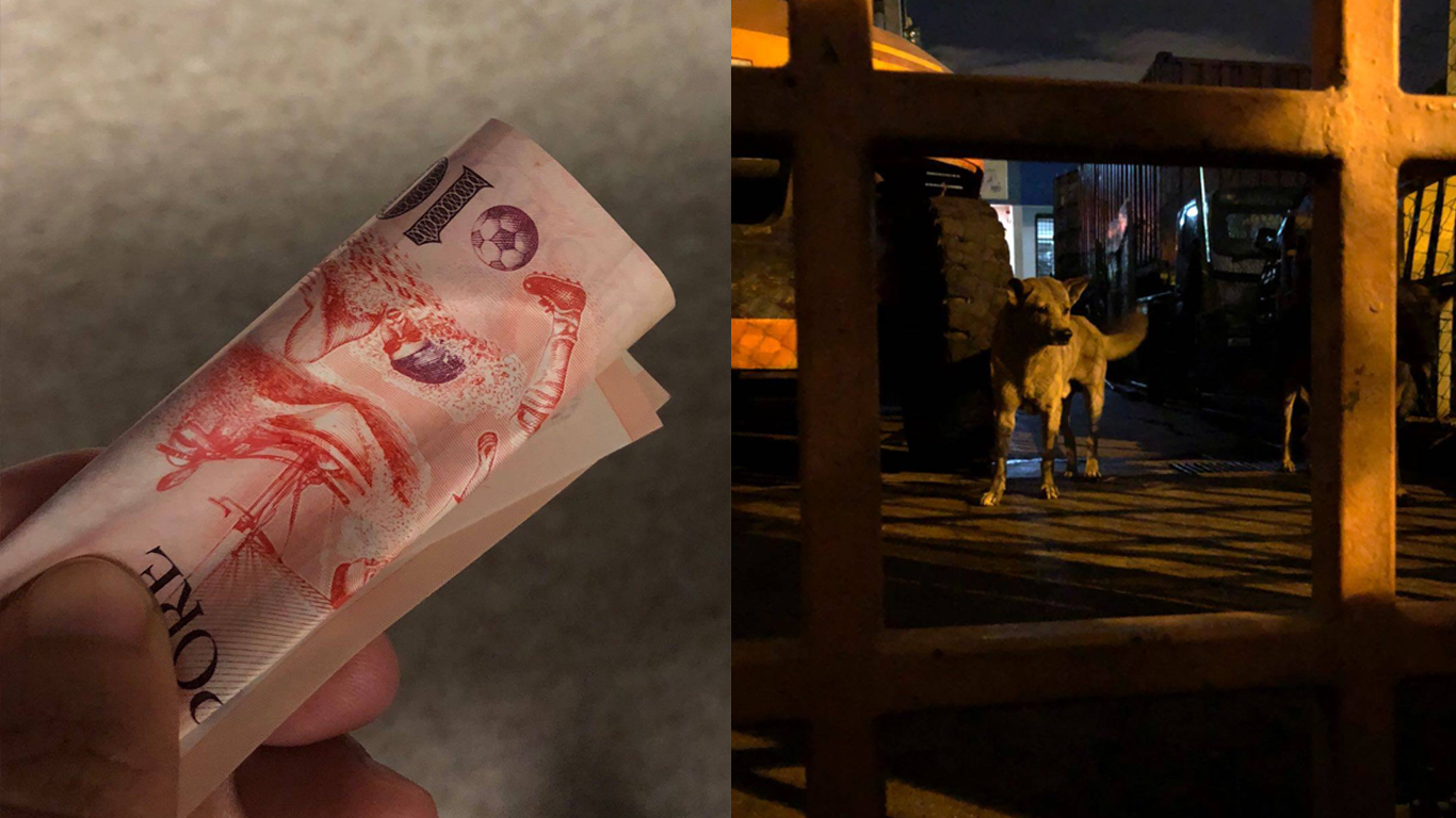 Foreign worker donates to rescue group, begs them to feed stray dogs on his behalf