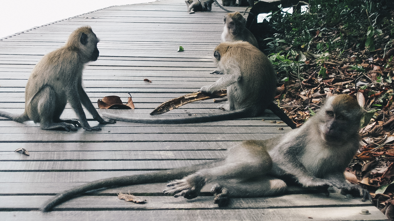 wildlife, humanity, understanding animals, pride, kindness, skm, singapore