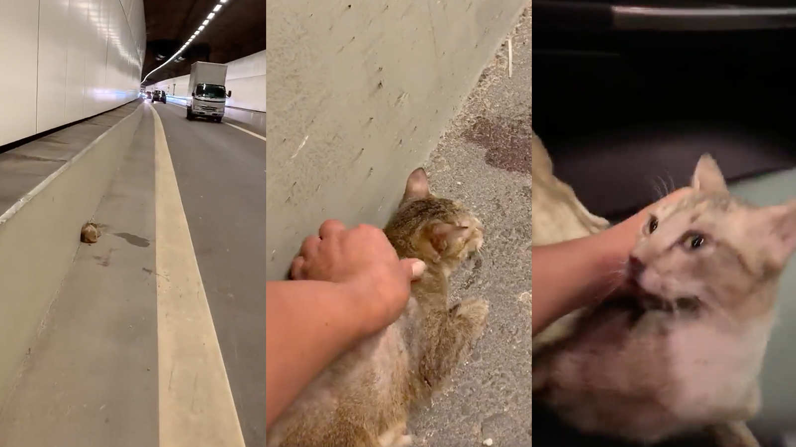Man rescues injured kitty in KPE tunnel; netizens’ donations pour in