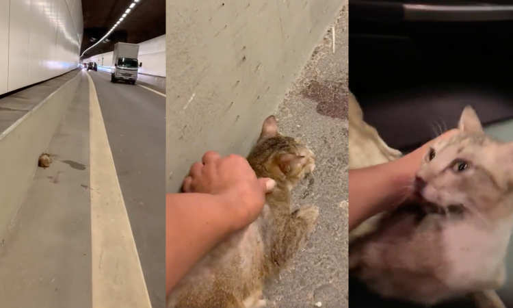 Post thumbnail of Man rescues injured kitty in KPE tunnel; netizens’ donations pour in