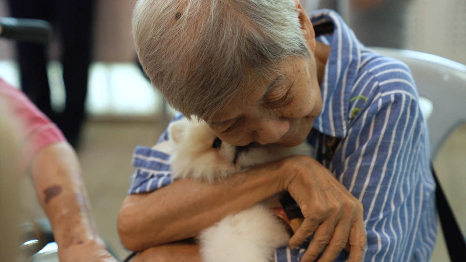 Therapy Dogs in SG: Bringing paws for comfort to those who need it