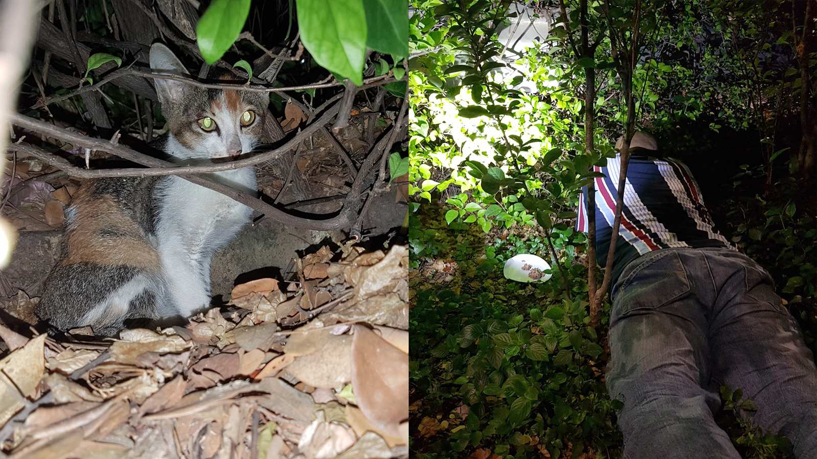 Serial cat rescuer embarks on his most dangerous rescue mission yet