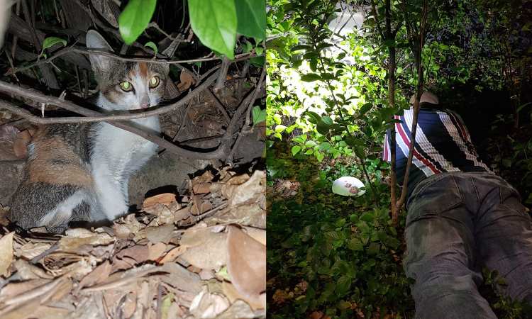 Post thumbnail of Serial cat rescuer embarks on his most dangerous rescue mission yet