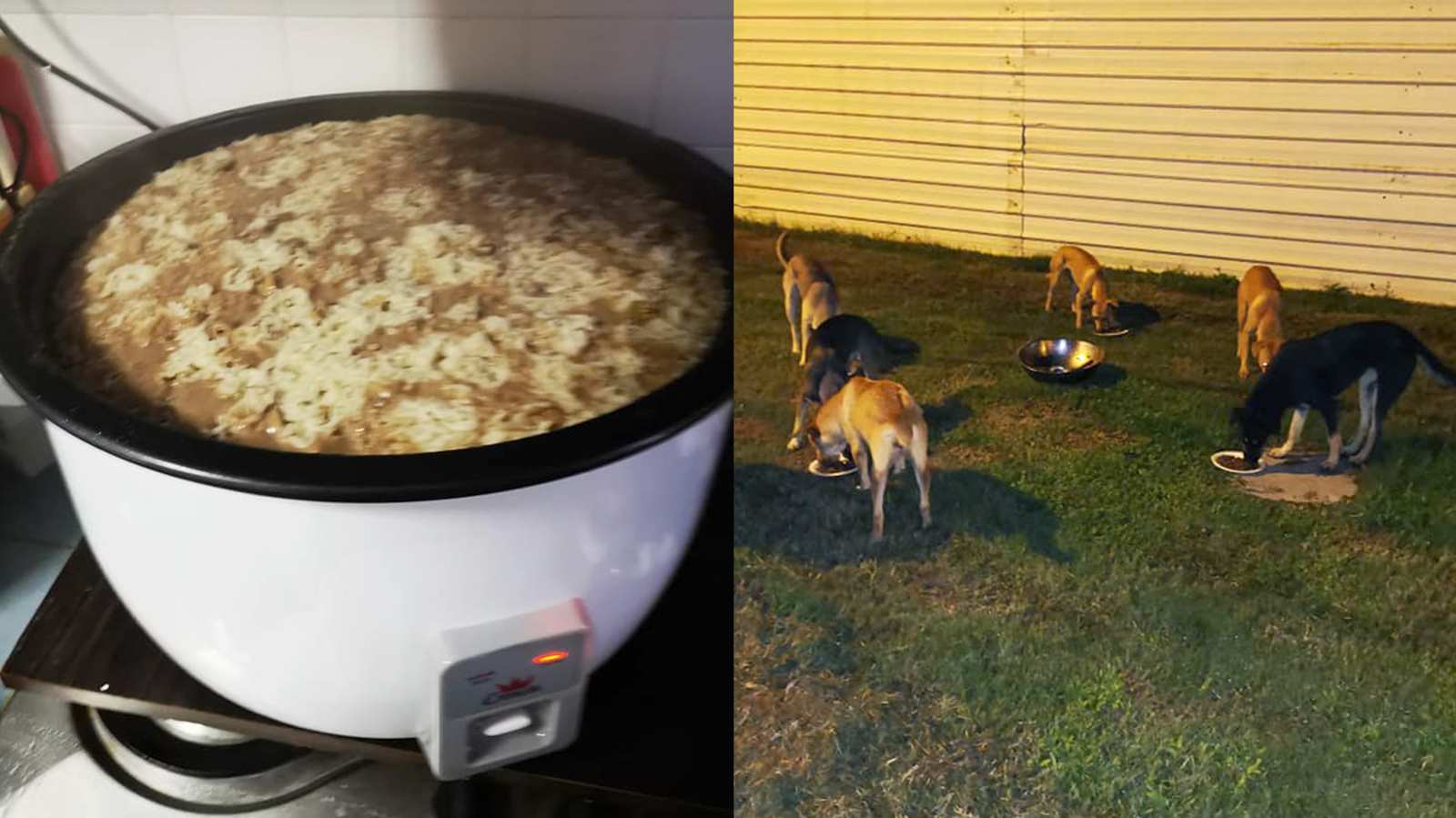 Kind feeder prepares hot food to keep stray dogs warm in the rainy weather
