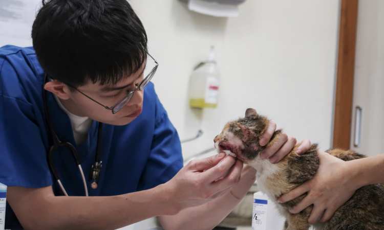 Post thumbnail of SPCA veterinarian describes life in clinic during Covid-19