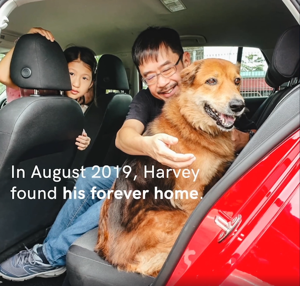 Harvey Dog Leaving in a red car