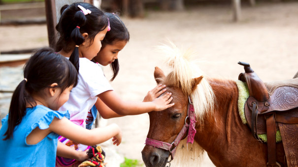 Children touching and playing with pony in the farm with fun