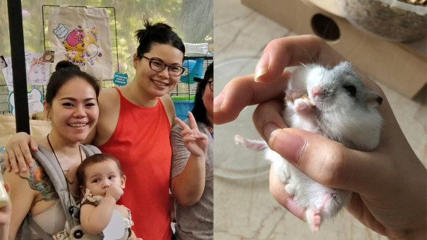 Adopt Hamster In Singapore