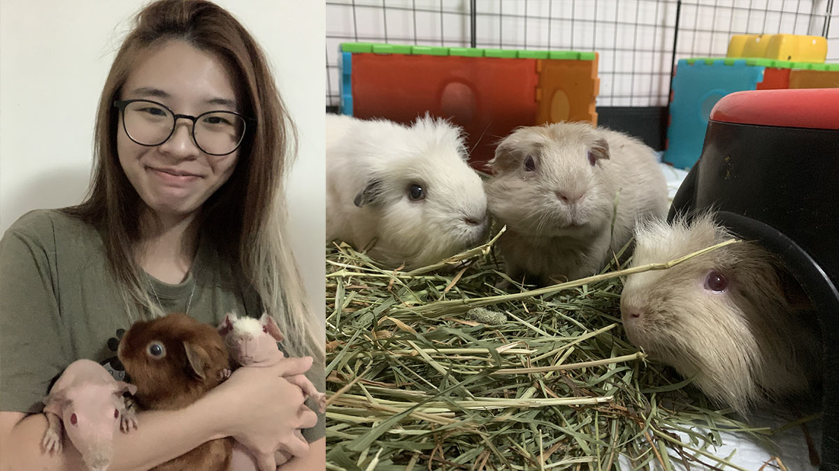 Pet lovers unite to adopt hamsters, guinea pigs and chickens