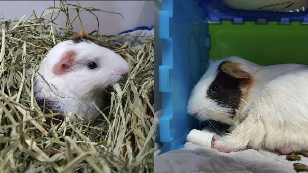 , Animal lovers come together to rescue hamsters, guinea pigs and chickens