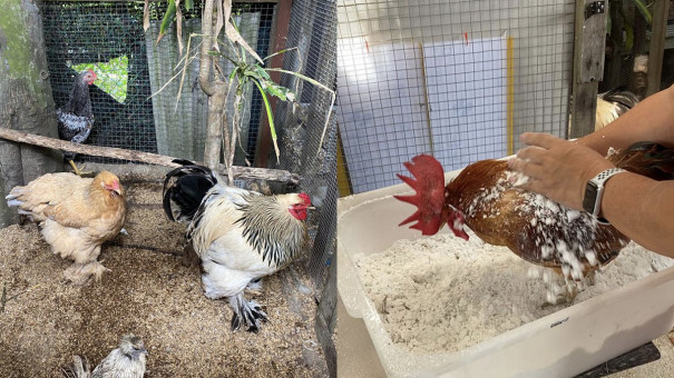, Animal lovers come together to rescue hamsters, guinea pigs and chickens