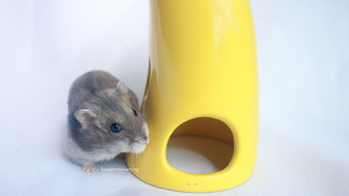 Adorable hamster next to a bright yellow hamster house promoting kindness and inclusivity in Singapore.