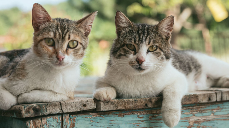 Three lessons we can learn from cats on being a purr-fect neighbour
