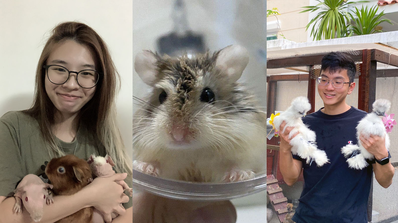 Post thumbnail of Pet lovers unite to adopt hamsters, guinea pigs and chickens