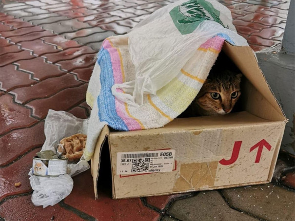 Box shelter for cat_Hougang kind woman