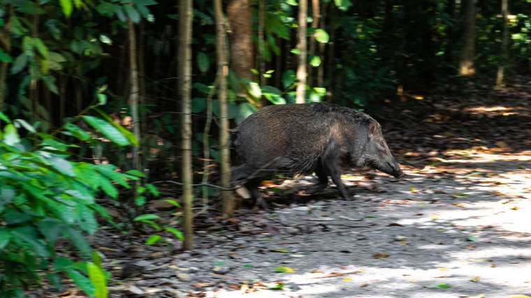 How can we prevent wild boar attacks? Stop feeding them and protect their habitats