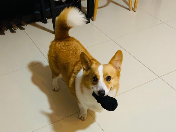 Corgi with sock in mouth