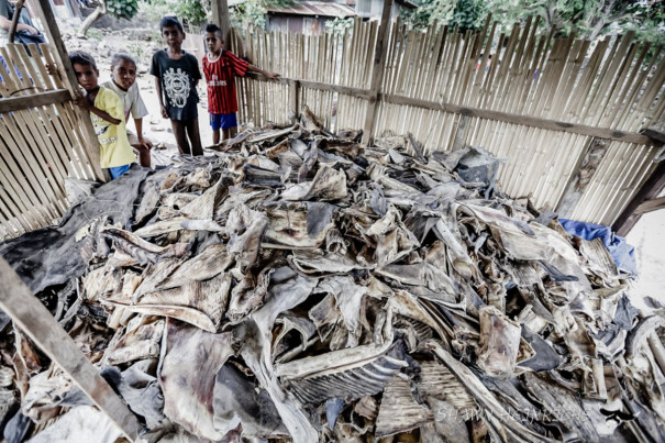 Overfishing for Manta Rays