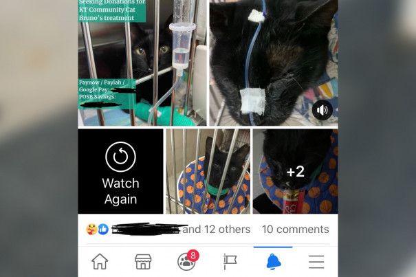Stray Cat Fundraising