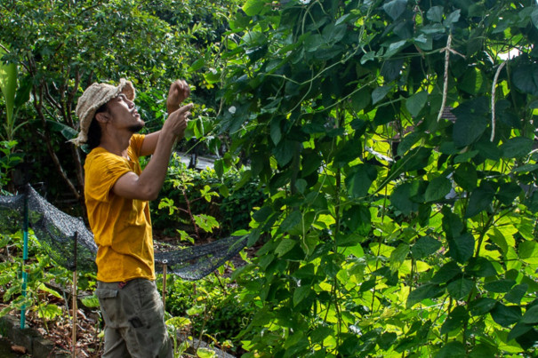 Marcus checking on his long beans. Long beans usually take about three months before they are ready to be harvested