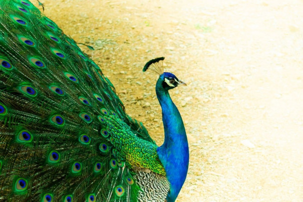 Deepavali Peacock Feathers