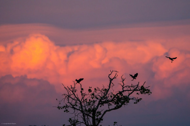 Herons and pink skies.