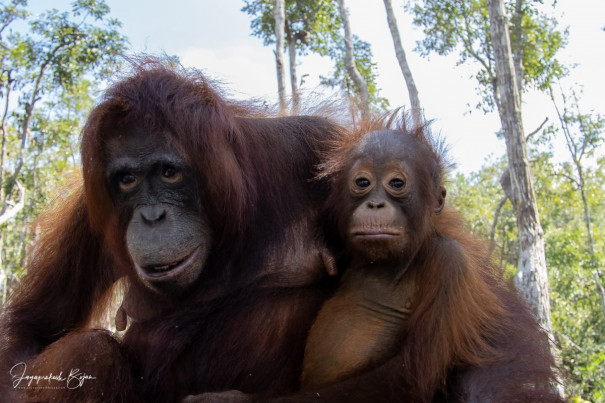 The mother-daughter orangutan pair in Borneo