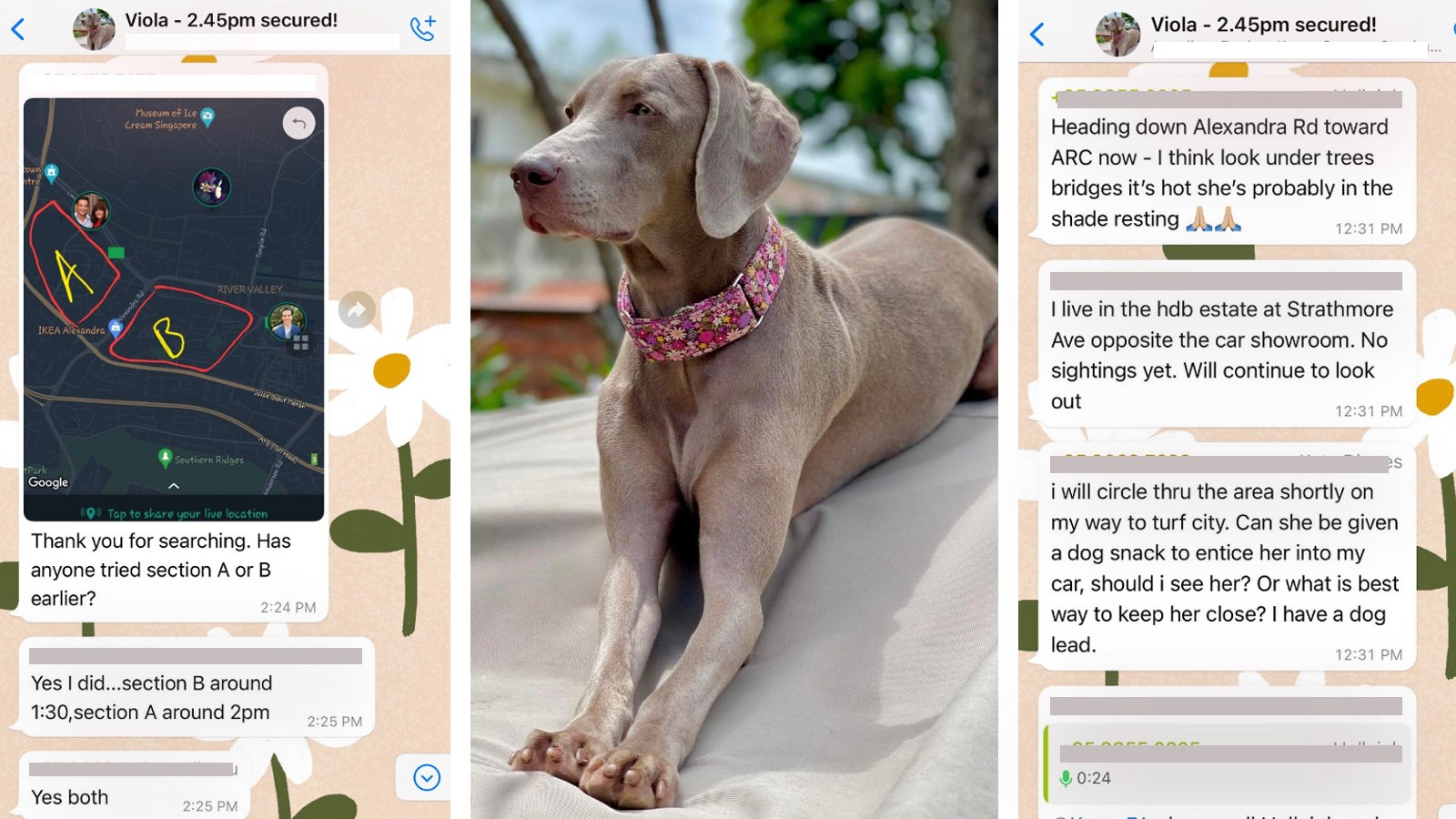 Post thumbnail of Netizens come together to find missing dog in just 15 hours
