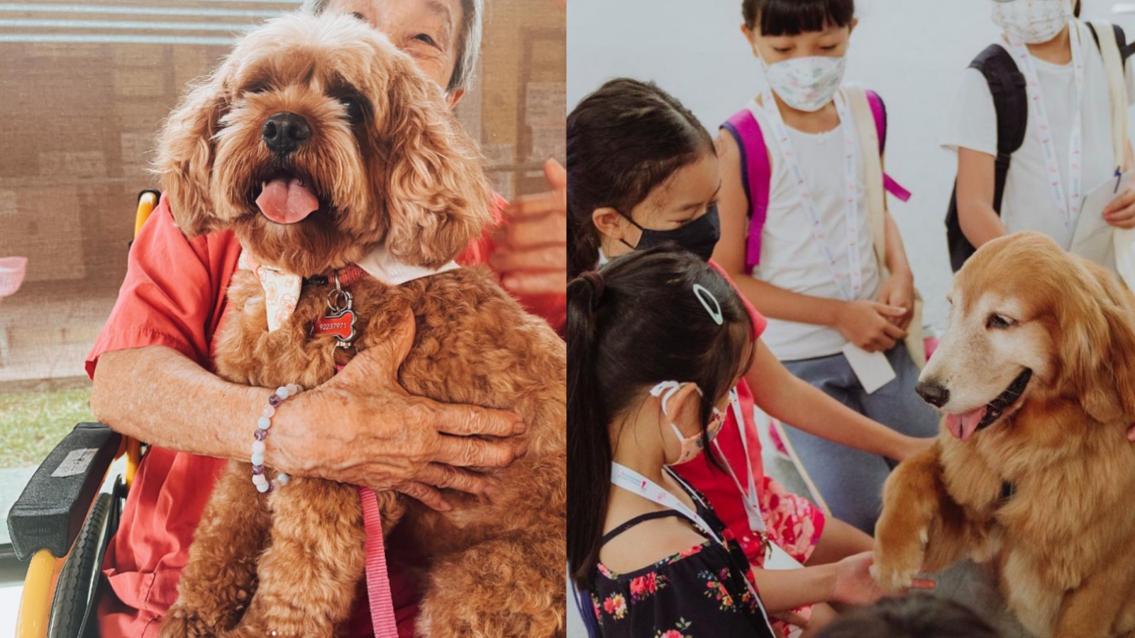 Post thumbnail of Doggy-they-care: Canine companions from AAISG help kids, youths and seniors foster empathy, kindness