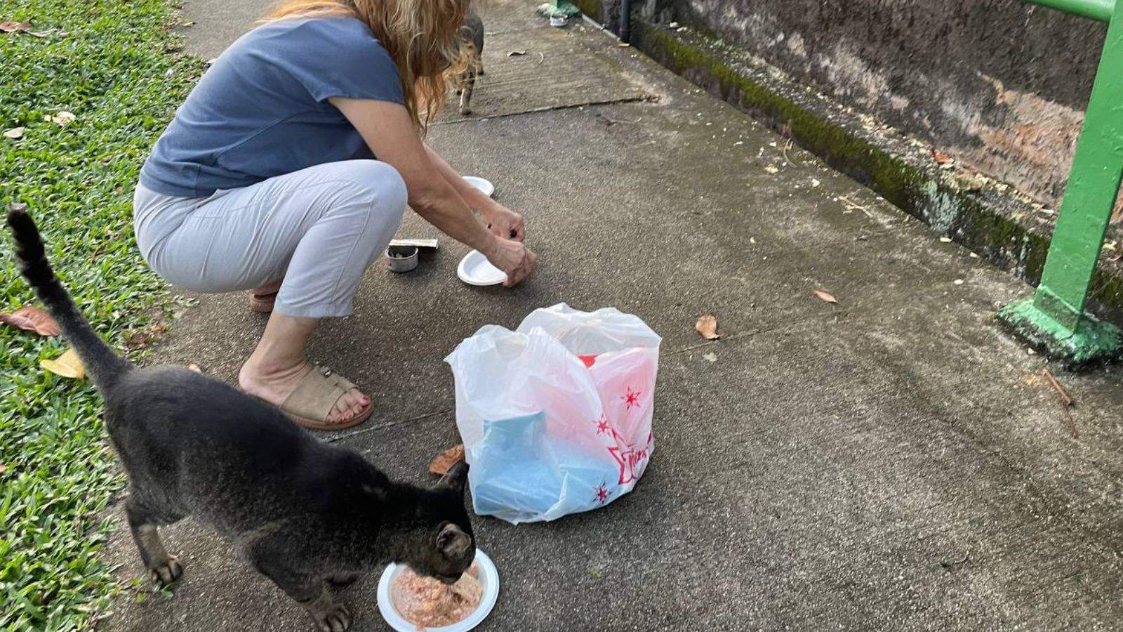 Post thumbnail of Community cat feeders: She  rescues more than 1,000 cats over 25 years