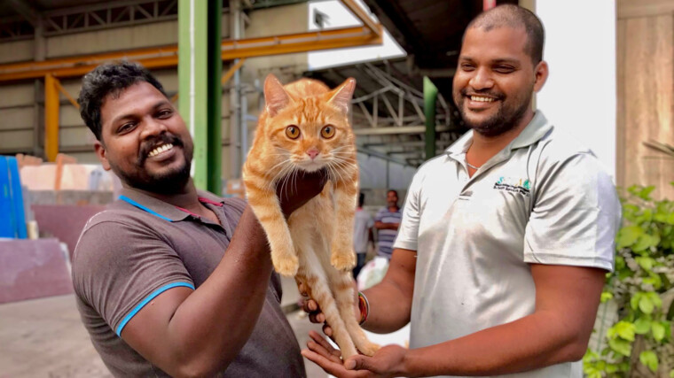 Collaborating with our Migrant Heroes to care for Stray Animals
