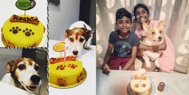 A Jack Russell terrier with a birthday cake on the left and a boy and a girl holding a Corgi dog on the right.
