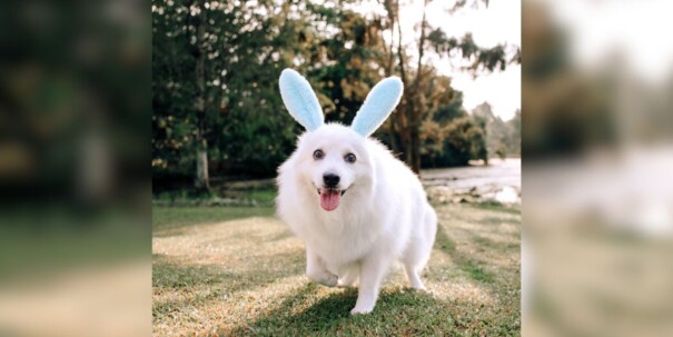 A dog wearing bunny ears.