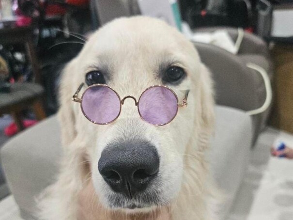 A dog wearing purple-tinted sunglasses